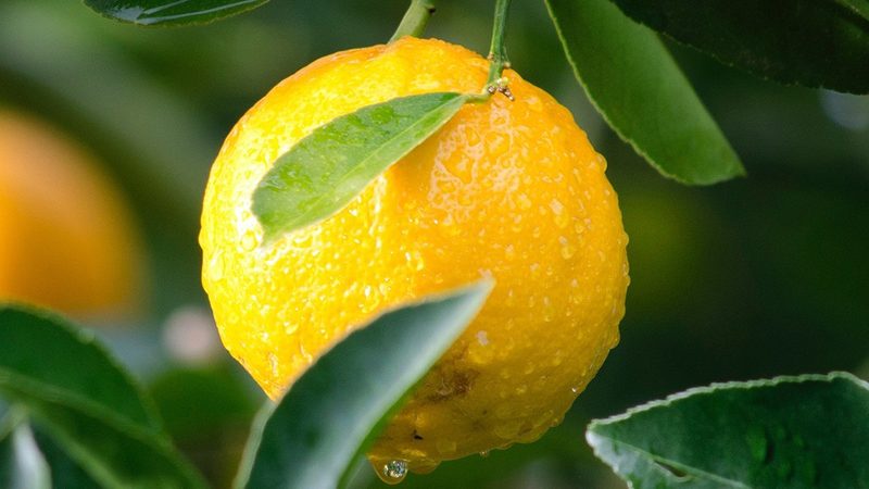 成都抗体药物研发公司排名：揭秘行业实力与趋势